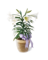 Easter Lily Plant -A local Pittsburgh florist for flowers in Pittsburgh. PA